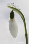 Kleines Schneeglöckchen (Galanthus nivalis)